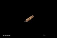 穿孔骨器藏品圖，第4張